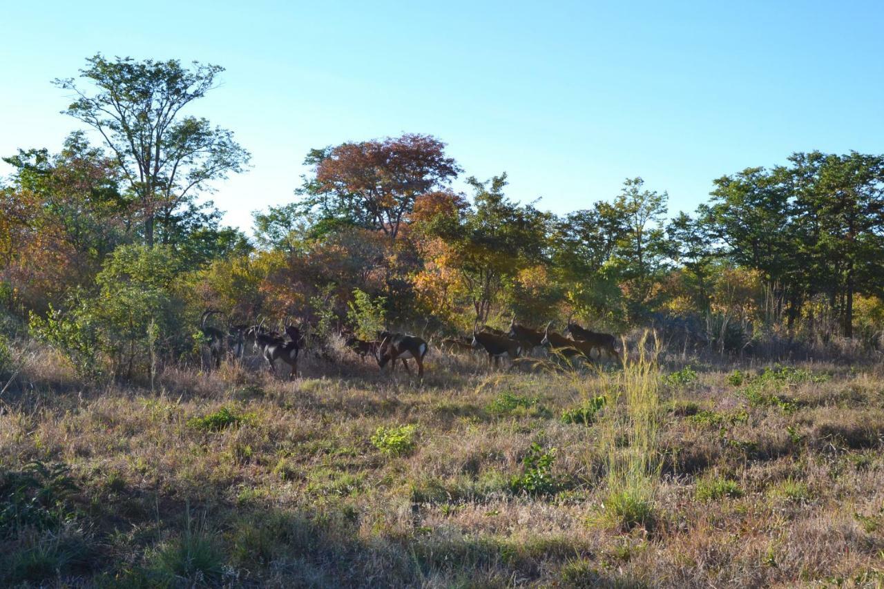 Chobe Sunset Chalets Lesoma Kültér fotó