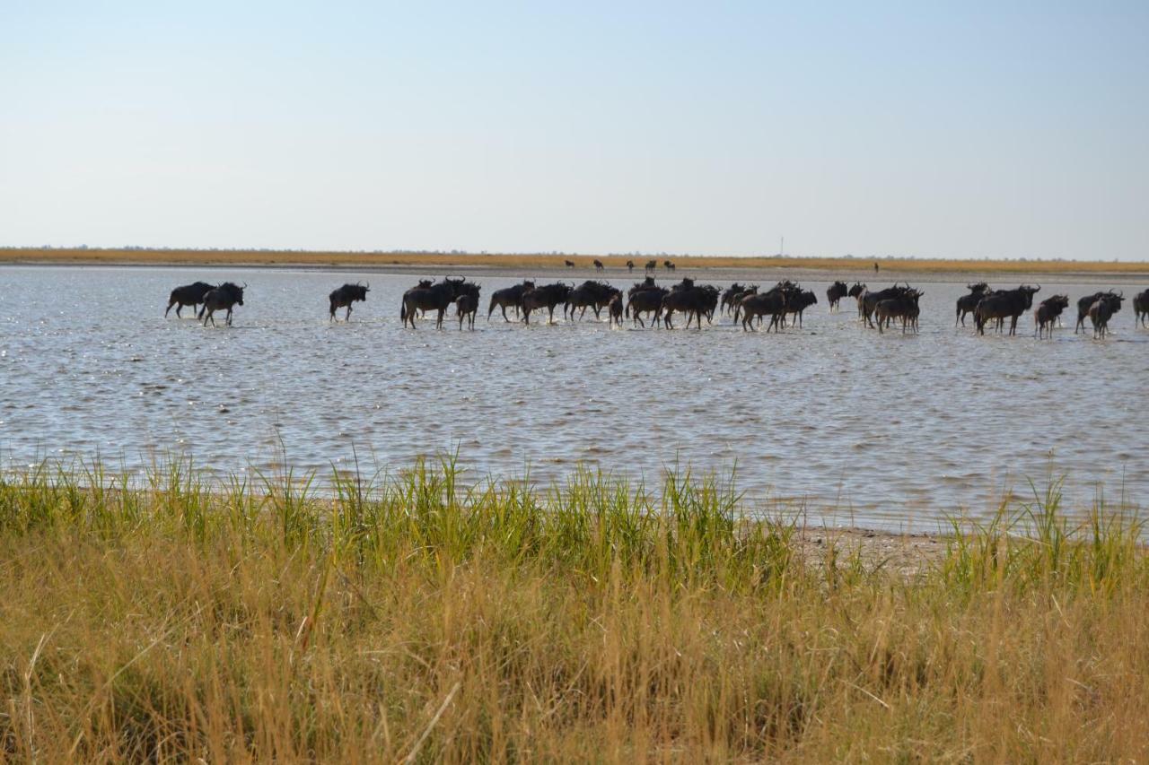 Chobe Sunset Chalets Lesoma Kültér fotó